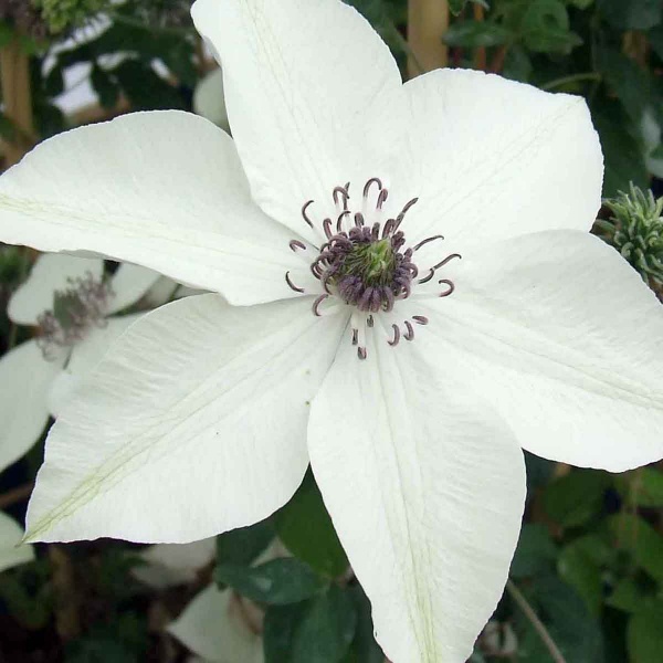 Clematis PISTACHIO Evirida