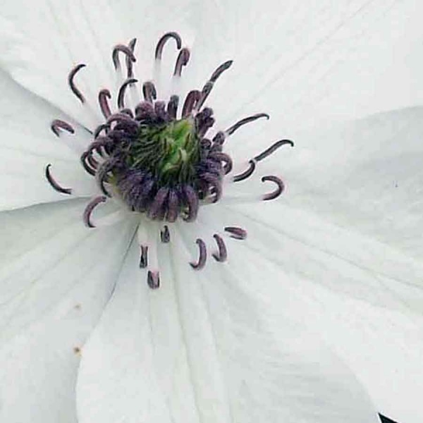 Clematis PISTACHIO Evirida