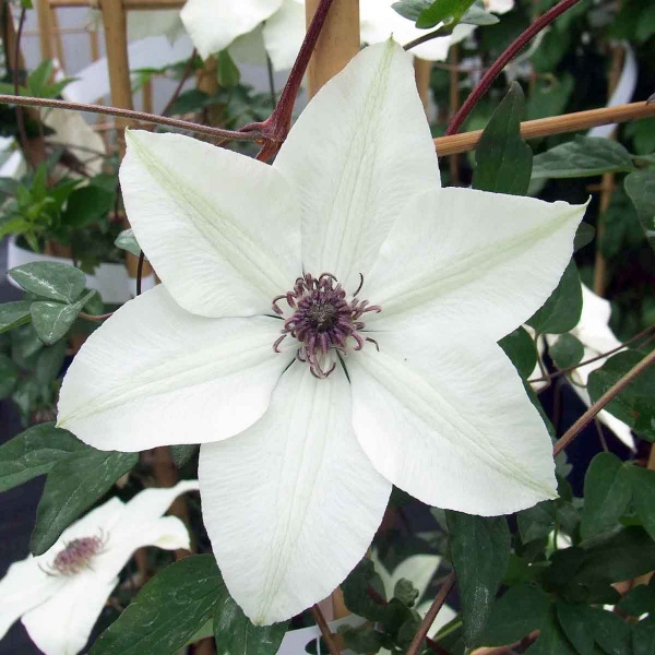 Clematis PISTACHIO Evirida