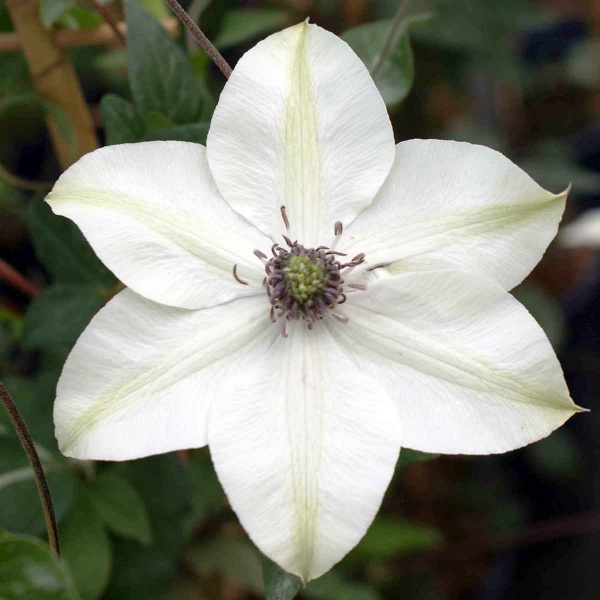 Clematis PISTACHIO Evirida