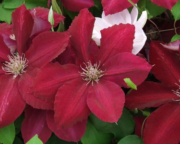 Clematis REBECCA Evipo016