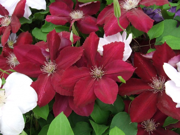 Clematis REBECCA Evipo016