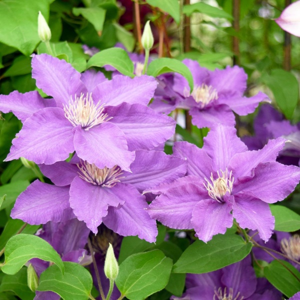 Clematis SACHA Evipo060