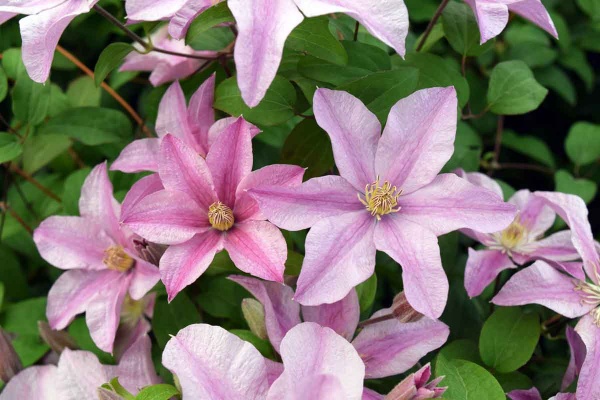 Clematis SALLY Evipo077