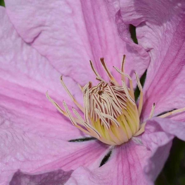 Clematis SALLY Evipo077