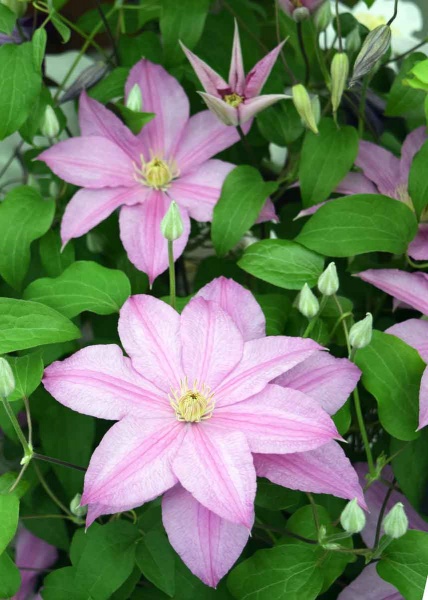 Clematis SALLY Evipo077