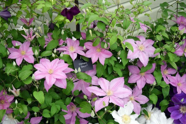 Clematis SALLY Evipo077