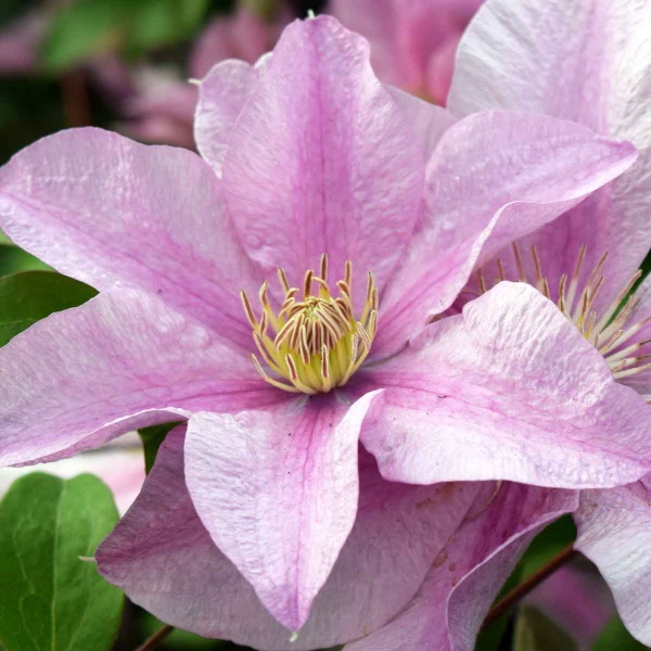 Clematis SALLY Evipo077