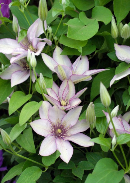 Clematis SAMARITAN JO Evipo018