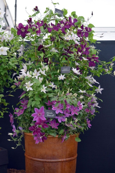 Clematis SAMARITAN JO Evipo018