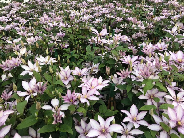 Plant Of The Moment - Superb Clematis Samaritan Jo