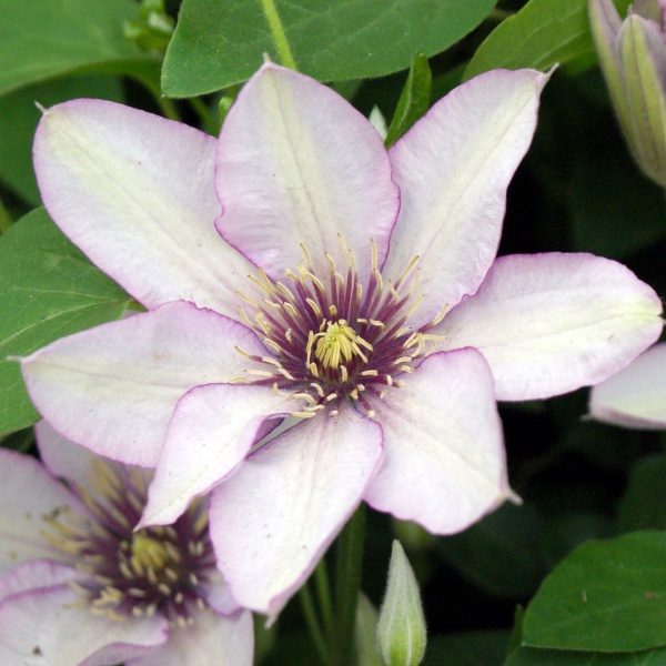 Clematis SAMARITAN JO Evipo018