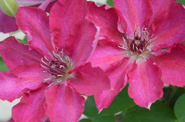 Clematis TEKLA Evipo069
