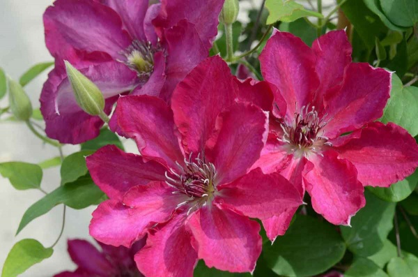 Clematis TEKLA Evipo069