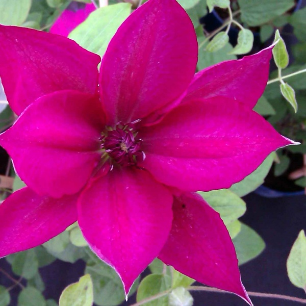 Clematis TEKLA Evipo069