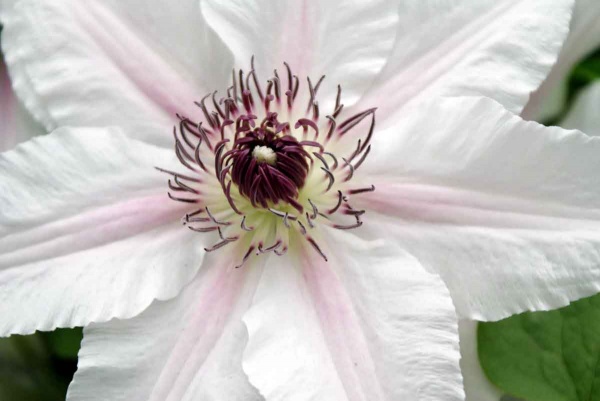 Clematis THE COUNTESS OF WESSEX Evipo073