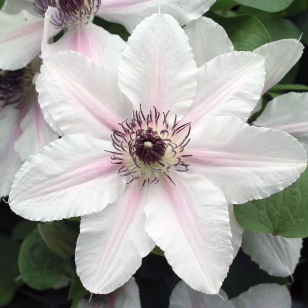 Clematis THE COUNTESS OF WESSEX Evipo073