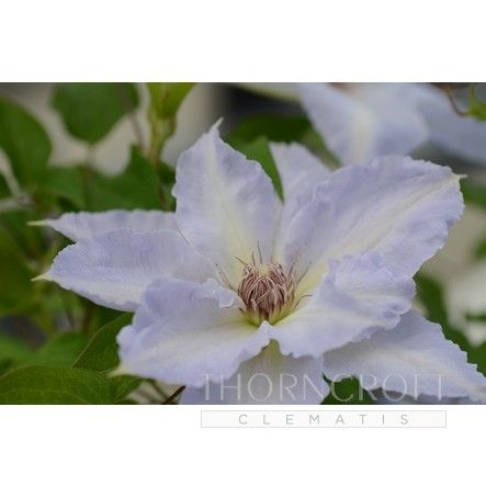 Clematis TRANQUILITE Evipo111