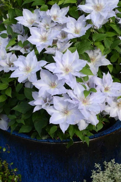 Clematis TRANQUILITE Evipo111