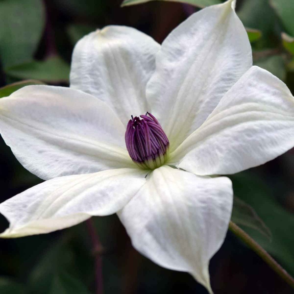 Clematis TSUKIKO Evipo110