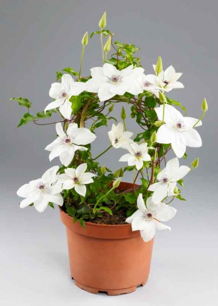 Clematis TSUKIKO Evipo110