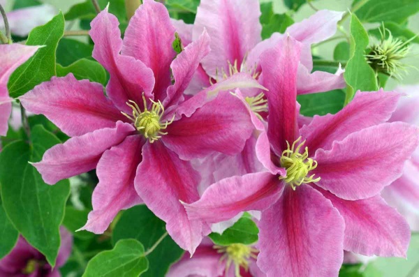 Clematis VICKI Evipo0114