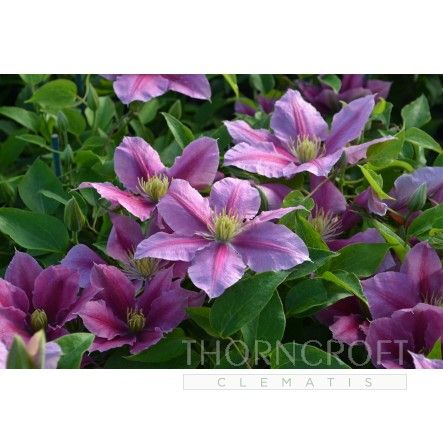 Clematis VICKI Evipo0114