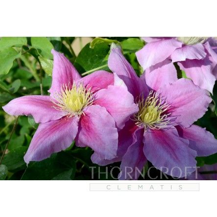 Clematis VICKI Evipo0114