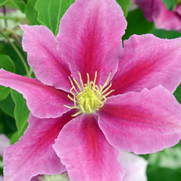 Clematis VICKI Evipo0114