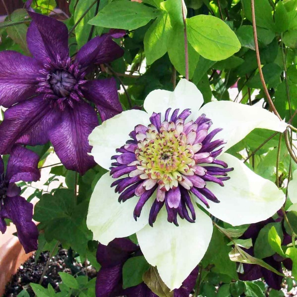 Clematis VIENNETTA Evipo006