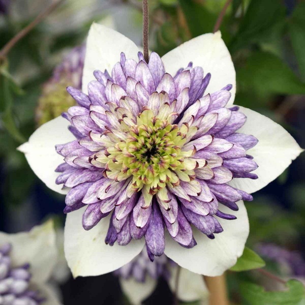 Clematis VIENNETTA Evipo006