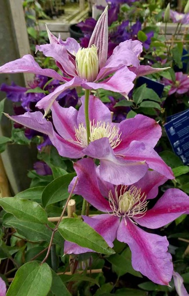 Clematis VOLUNTEER Evipo080