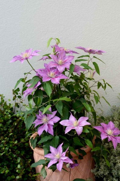 Clematis VOLUNTEER Evipo080