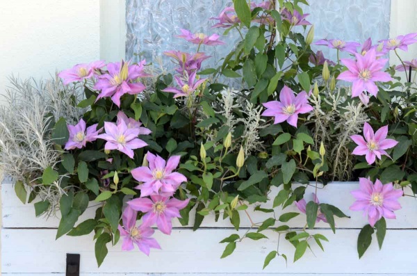 Clematis VOLUNTEER Evipo080