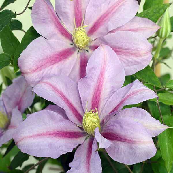 Clematis VOLUNTEER Evipo080