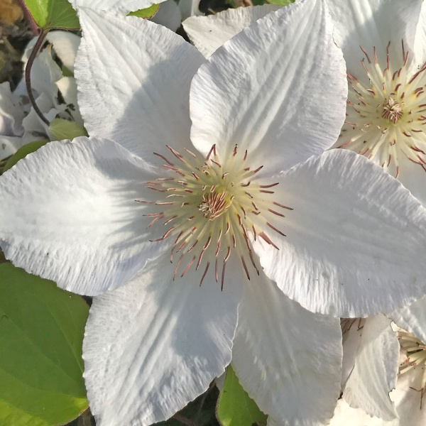 Clematis GUERNSEY FLUTE 'EviGsy153'