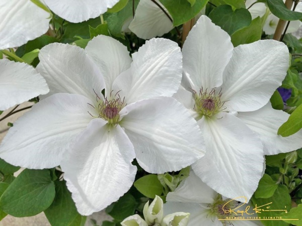 Clematis GUERNSEY FLUTE 'EviGsy153'