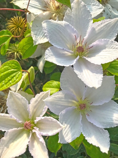 Clematis GUERNSEY FLUTE 'EviGsy153'