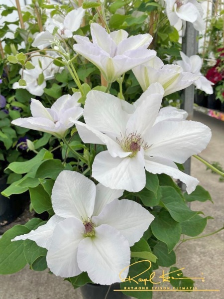 Clematis GUERNSEY FLUTE 'EviGsy153'