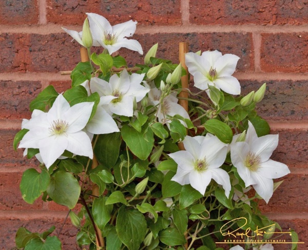 Clematis GUERNSEY FLUTE 'EviGsy153'