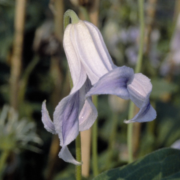 Clematis Hakuree