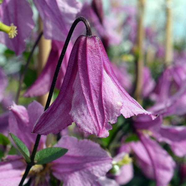 Clematis Hendryetta