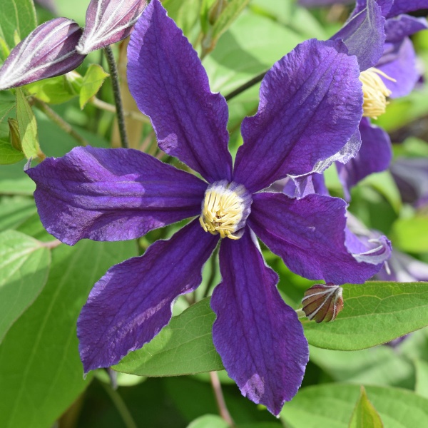 Clematis HUDSON RIVER 'Zo06137'