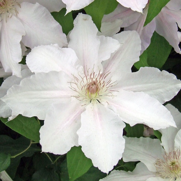 Clematis HYDE HALL Evipo009