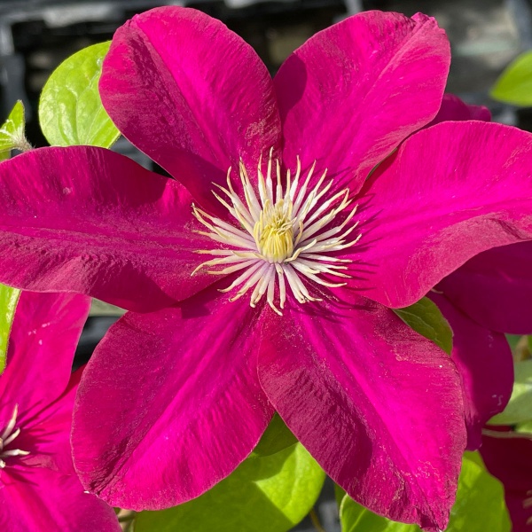 Clematis ISSEY Evipo081
