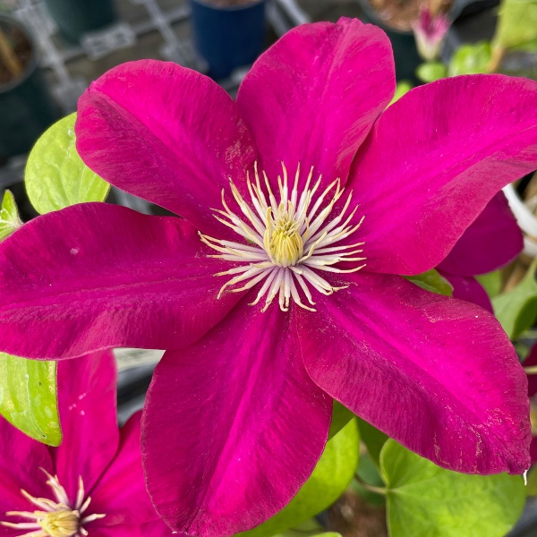 Clematis ISSEY Evipo081