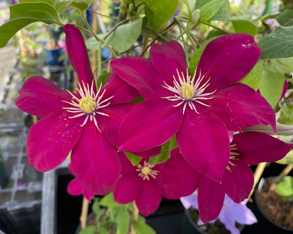 Clematis ISSEY Evipo081