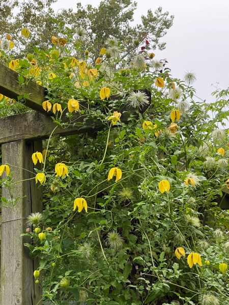 Clematis Lambton Park