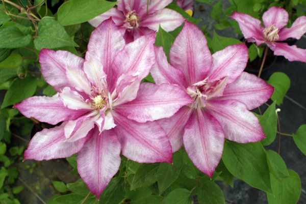 Clematis LASTING LOVE Grazyna