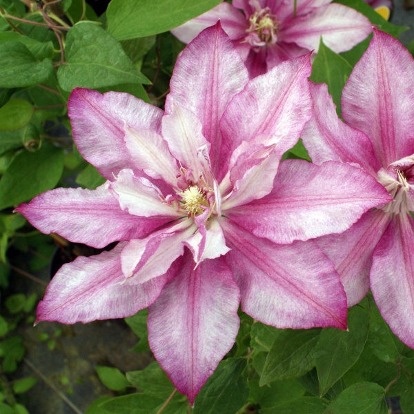 Clematis LASTING LOVE Grazyna